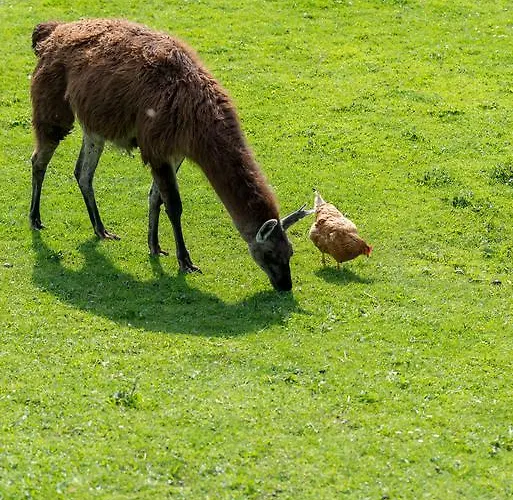 Gasthof Ferienhof Ederbauer Am Irrsee