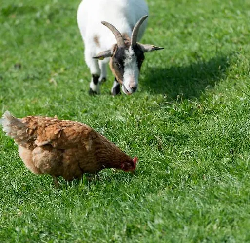 Ferienhof Ederbauer Am Irrsee Gasthof Zell am Moos