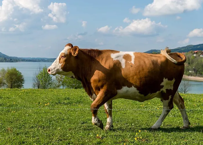 Ferienhof Ederbauer Am Irrsee * Zell am Moos