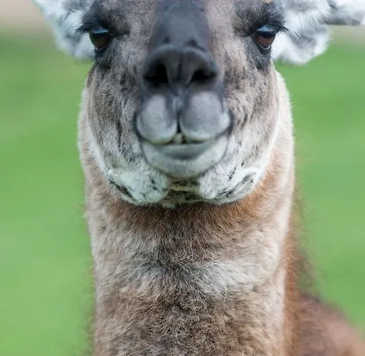 Ferienhof Ederbauer Am Irrsee