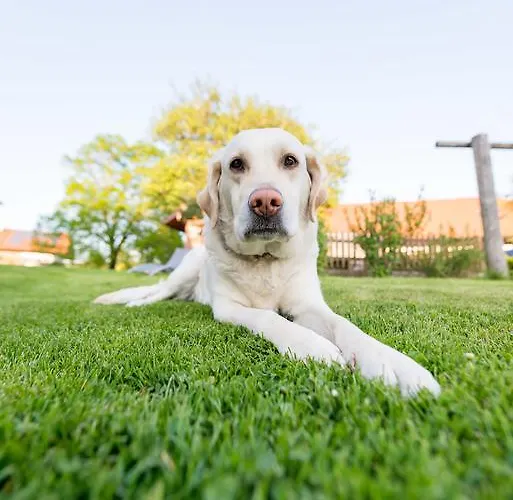 Gasthof Ferienhof Ederbauer Am Irrsee