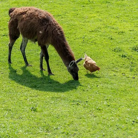 בית הארחה Ferienhof Ederbauer Am Irrsee