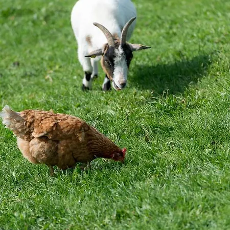Ferienhof Ederbauer Am Irrsee בית הארחה זל אם מוס