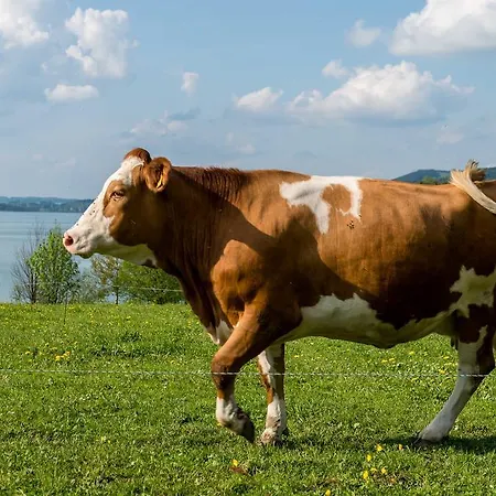 Ferienhof Ederbauer Am Irrsee * זל אם מוס