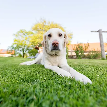 בית הארחה Ferienhof Ederbauer Am Irrsee